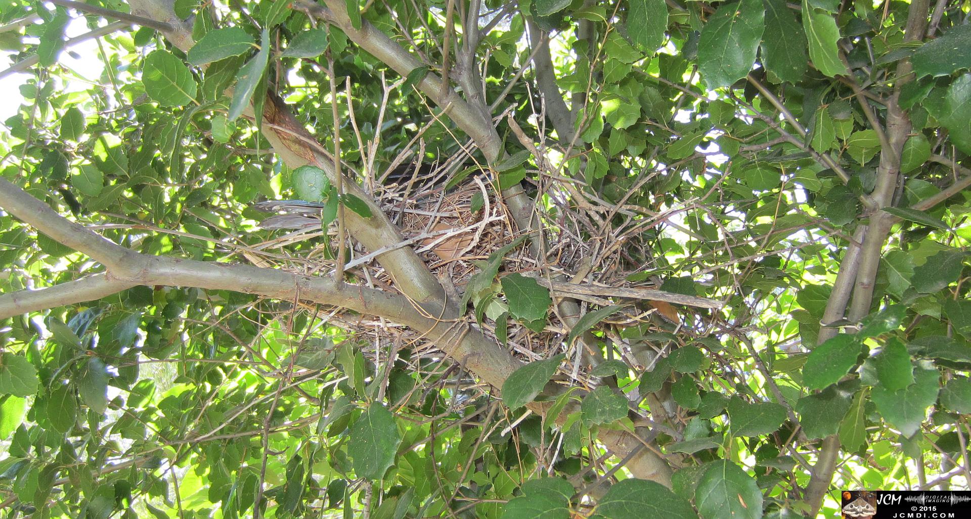 home-made GoPro wildlife camera rig and nest